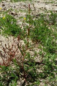 <i>Persicaria minor</i>