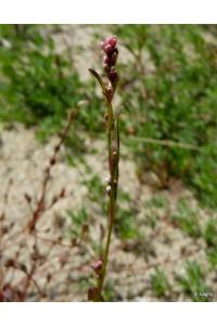 <i>Persicaria minor</i>