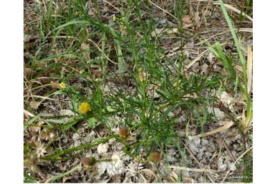<i>Senecio inaequidens</i>