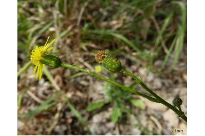 <i>Senecio inaequidens</i>