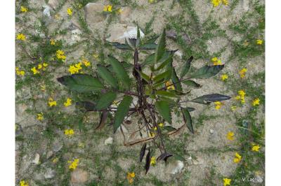 <i>Bidens frondosa</i>