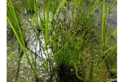 <i>Eleocharis ovata</i>