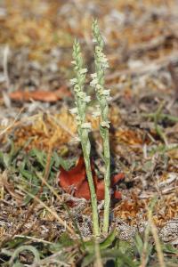 <i>Spiranthes spiralis</i>