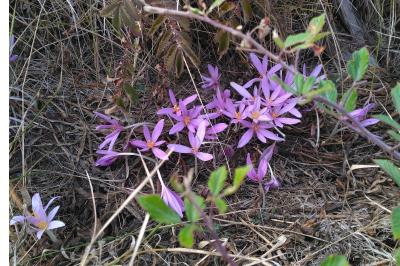 <i>Colchicum autumnale</i>
