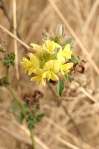 <i>Medicago sativa subsp. falcata</i>