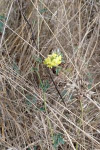 <i>Medicago sativa subsp. falcata</i>