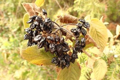 <i>Viburnum lantana</i>