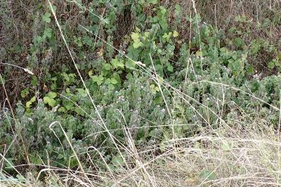 <i>Mentha aquatica</i>
