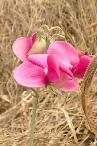 <i>Lathyrus latifolius</i>