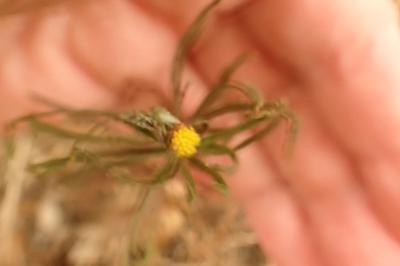 <i>Galatella linosyris</i>