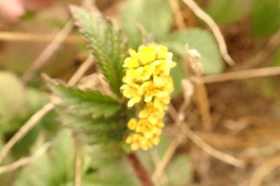 <i>Agrimonia eupatoria</i>