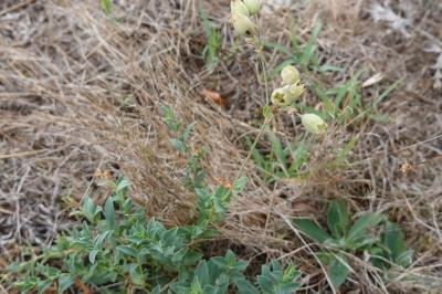 <i>Silene vulgaris</i>