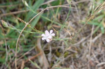 <i>Petrorhagia prolifera</i>