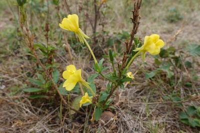 <i>Oenothera glazioviana</i>