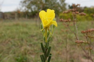 <i>Oenothera glazioviana</i>