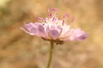 <i>Scabiosa columbaria</i>