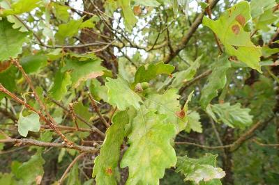 <i>Quercus</i>