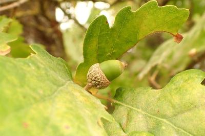 <i>Quercus</i>