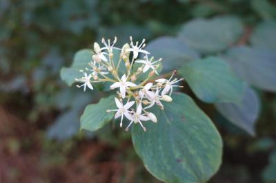 <i>Cornus sanguinea</i>