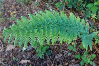 <i>Dryopteris filix-mas</i>