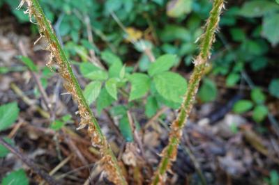 <i>Dryopteris filix-mas</i>
