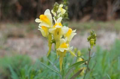 <i>Linaria vulgaris</i>