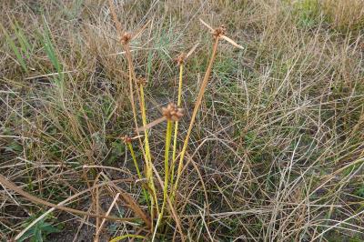 <i>Schoenoplectiella mucronata</i>