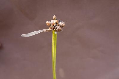 <i>Schoenoplectiella mucronata</i>
