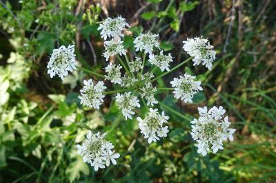 <i>Heracleum sphondylium</i>