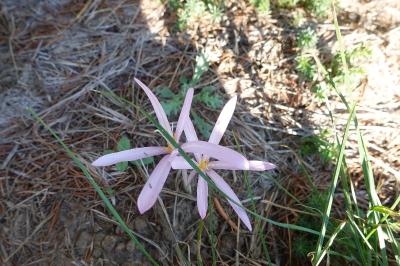 <i>Colchicum autumnale</i>