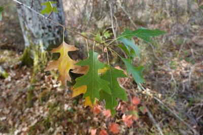 <i>Quercus rubra</i>