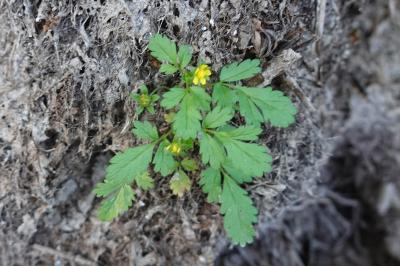 <i>Potentilla supina</i>