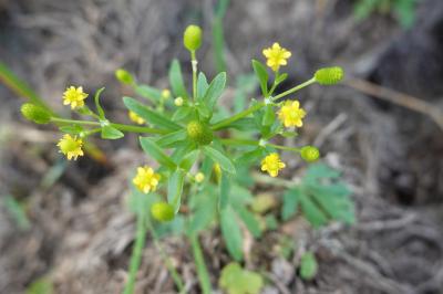 <i>Ranunculus sceleratus</i>