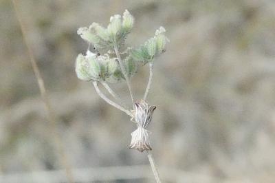 <i>Torilis arvensis</i>