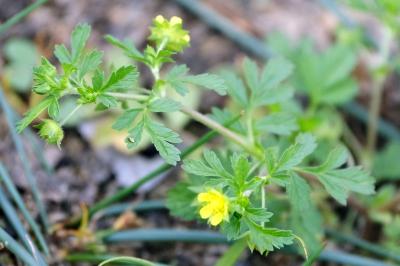 <i>Potentilla supina</i>