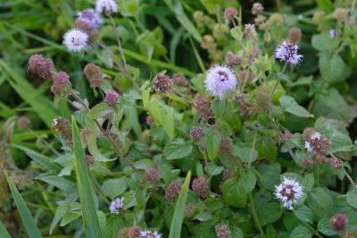 <i>Mentha aquatica</i>