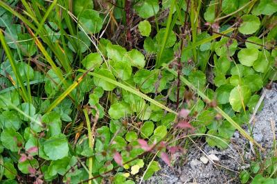 <i>Hydrocotyle vulgaris</i>