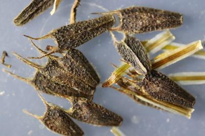 <i>Bidens tripartita</i>