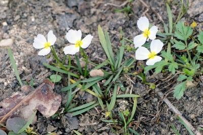 <i>Baldellia repens</i>