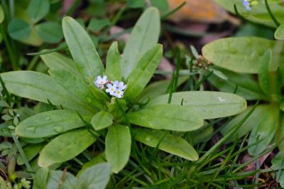 <i>Myosotis scorpioides</i>