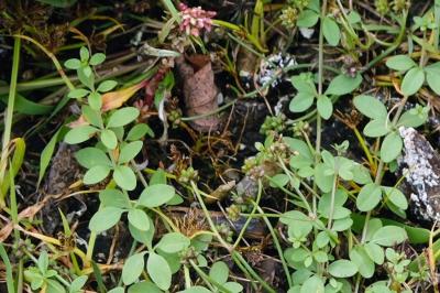 <i>Galium palustre</i>