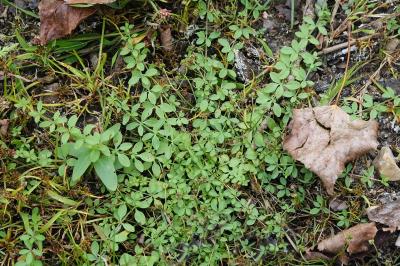 <i>Galium palustre</i>