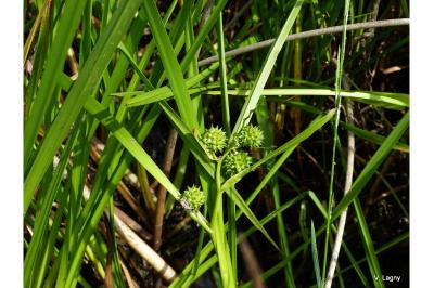 <i>Sparganium erectum subsp. erectum</i>