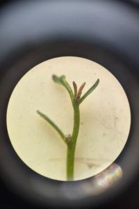<i>Myriophyllum alterniflorum</i>