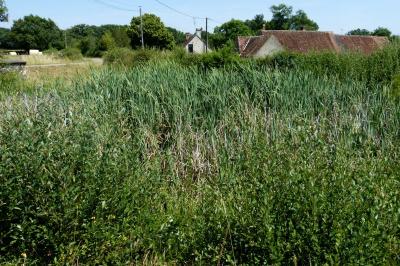 <i>Typha latifolia</i>