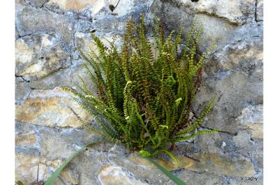 <i>Asplenium trichomanes subsp. trichomanes</i>