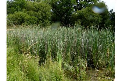 <i>Typha latifolia</i>