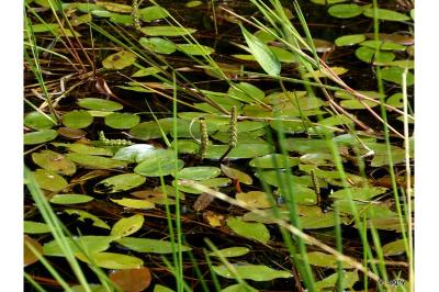 <i>Potamogeton natans</i>