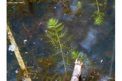 <i>Utricularia</i>