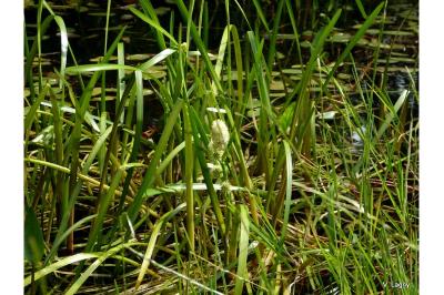 <i>Sparganium emersum</i>